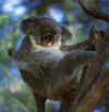 koala30.jpg (32109 �Ӧ줸��)