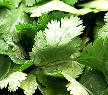 Image of cilantro