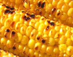 Image of Corn