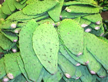 Image of Cactus