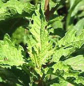 Image of Epazote Herb