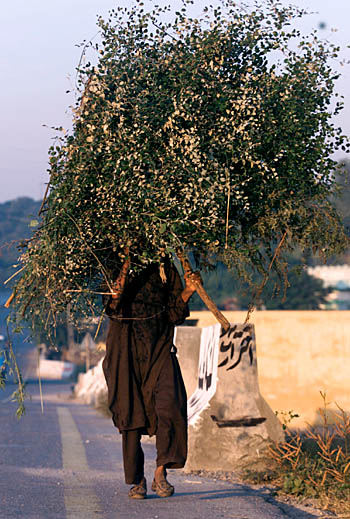 Bushman