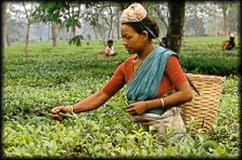 Assam Tea