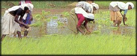 Paddy Fields