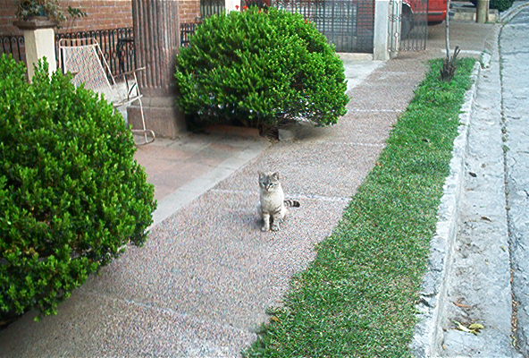 En memoria de mi hermoso gato 'Gato'... Gato te extrao