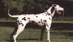 s-dal10.jpg (10282 bytes)