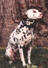 s-dal5.jpg (12198 bytes)