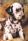 s-dal6.jpg (11467 bytes)