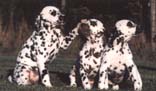 s-dal9.jpg (12145 bytes)