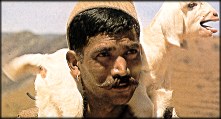 Himachal Shepherd