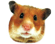 hammy the hamster