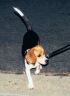 Lexi out for a walk
