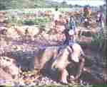 Variation21.jpg (2882 bytes)