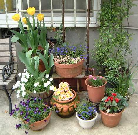 flowers