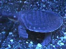 Pic of Jyari, the turtle