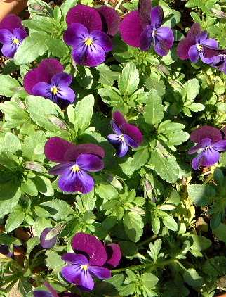 flowers