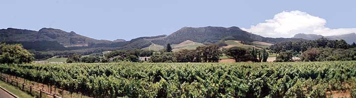 Photograph of Klein Constantia Wine Farm. Cape Town.