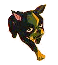 iggy1a.gif