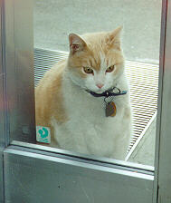 Oliver at the front window- he wants in.