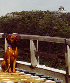 Dodger on the Kintai-kyo