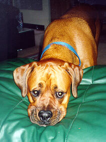 What do you mean I can't get on the furniture???