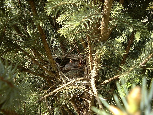 Mid spring, nestlings in blue spruce