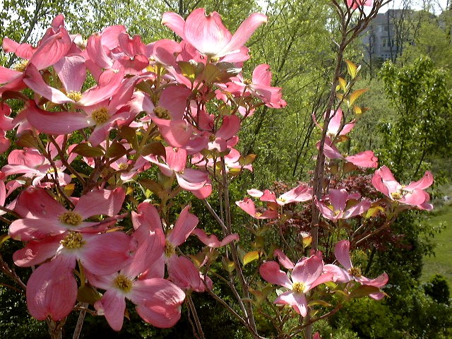 Mid spring, pink dogwood