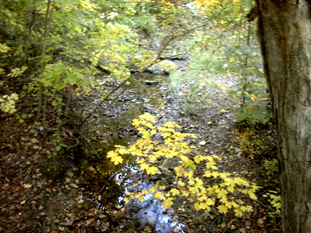 Fall, at Maple Woods Nature Preserve in Gladstone