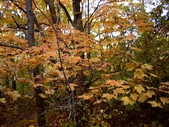 Fall, at Maple Woods Nature Preserve in Gladstone