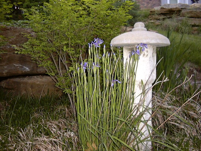 Spring, Siberian Iris and Japanese lantern
