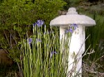 Spring, Siberian iris and Japanese lantern