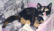 Photo- Betty resting