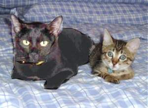 Blackee and Nicol - Two good pals...