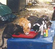 The Cat 's Cafe  is open !