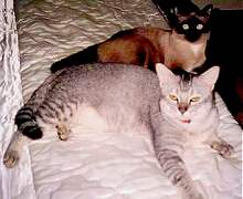 Cha Cha- Siamese female cat - and Chi Chi