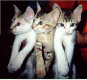 From left: meet Fiko, Niko and Koko...