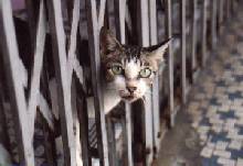 Cat behind bars...