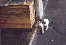 KITTEN