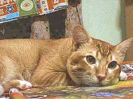 Comel resting