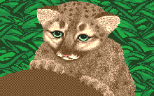 [DRAWING: YOUNG COUGAR]