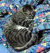 Hissme resting