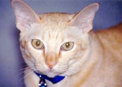 Burmese male cat