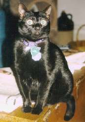 Maggie Sue, sitting