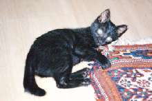 Maggie playing with carpet