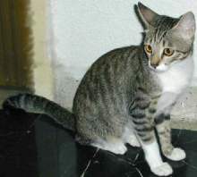 Magwai - young cat rescued from the drain