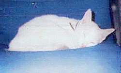 Bai Shi at rest
