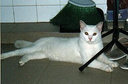 Mimi - relaxing