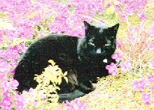 Miska - resting in a field of flowers