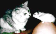 Musang playing with Pinkie