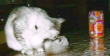 Musang and little Pinkie